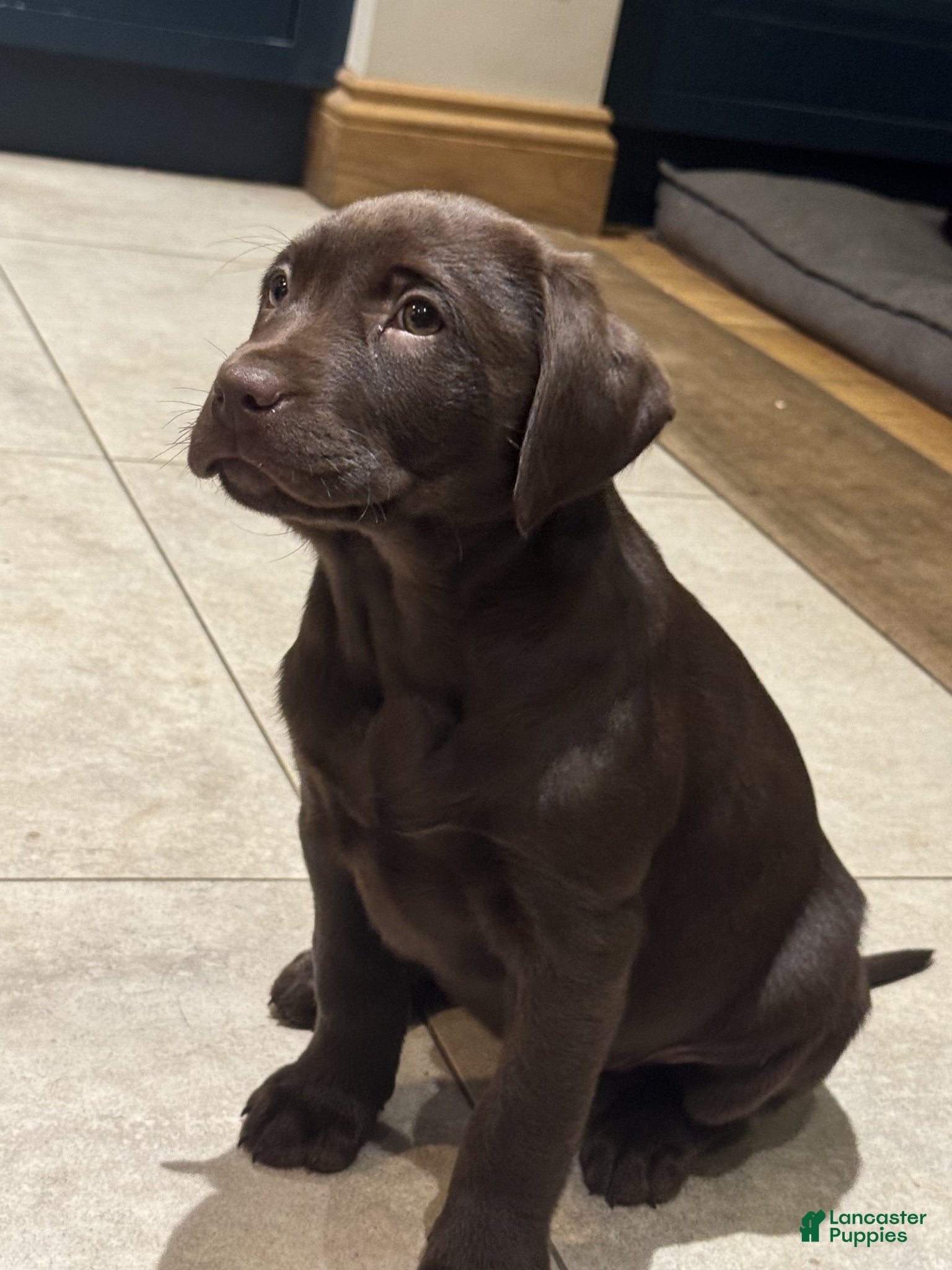 Labrador Retriever dogs for sale: Labrador Retriever Puppy 1 - Ad 3
