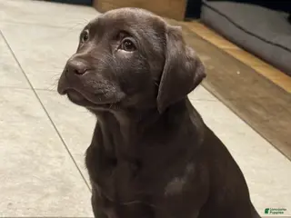 Labrador Retriever dogs for sale: Labrador Retriever Puppy 1 - Ad 3