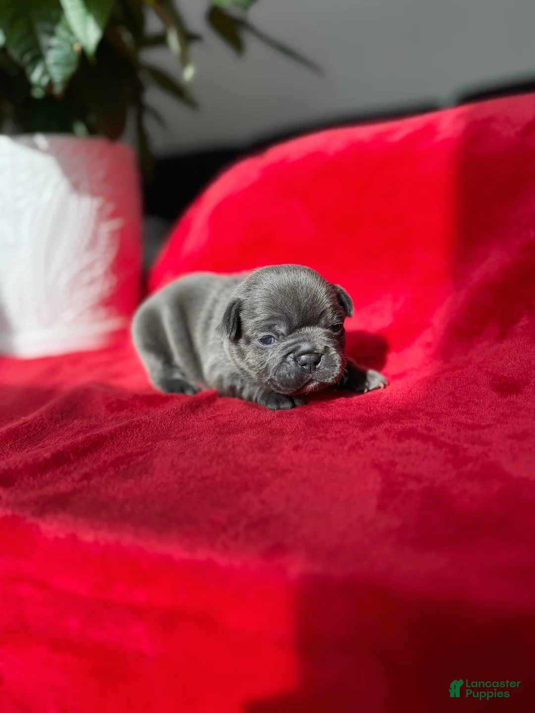 French Bulldog dogs for sale: SZA - Ad 1