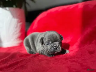 French Bulldog dogs SZA - Ad 6