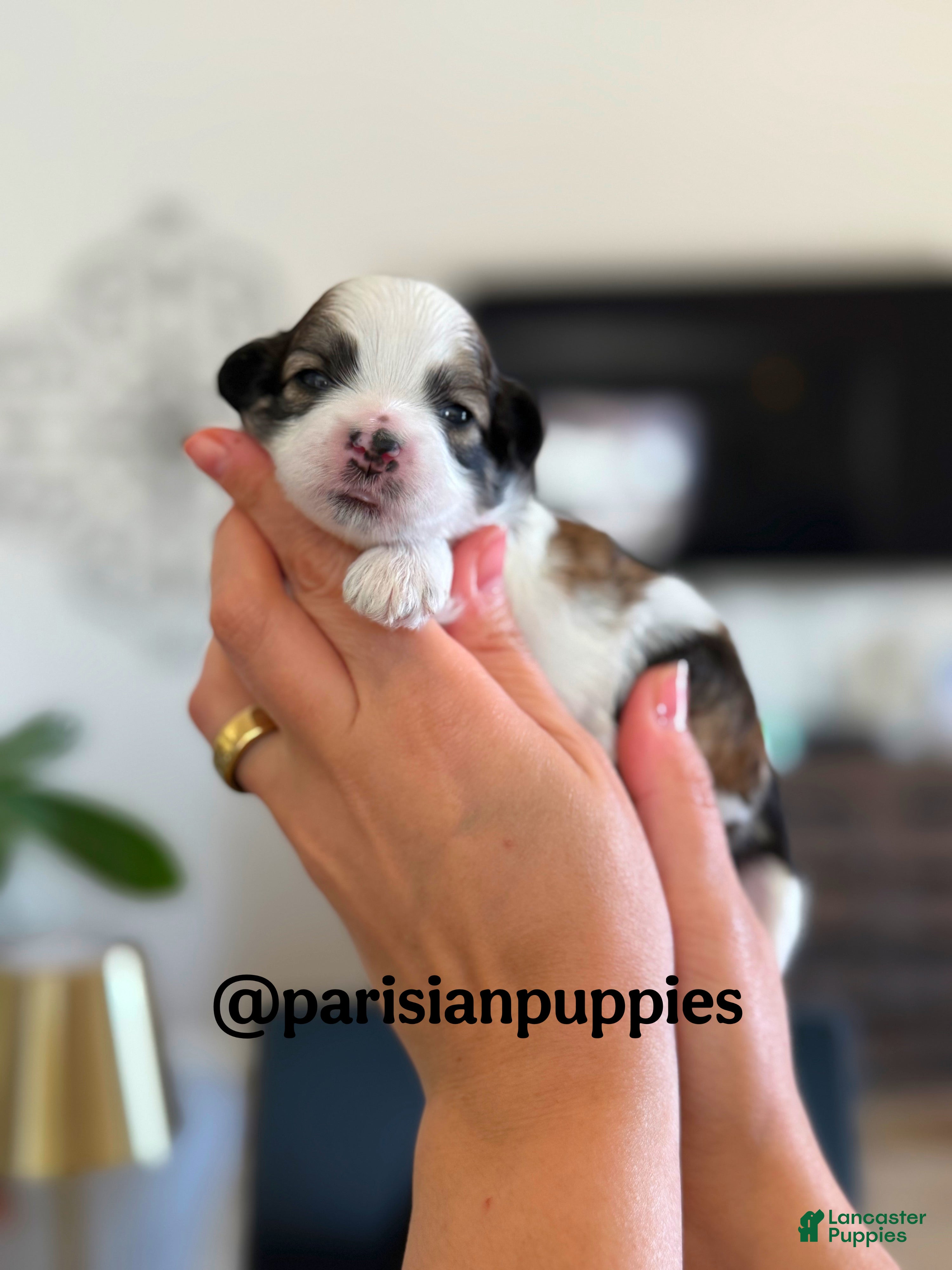 Shihpoo dogs Denali - Ad 9