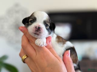 Shihpoo dogs Denali - Ad 16