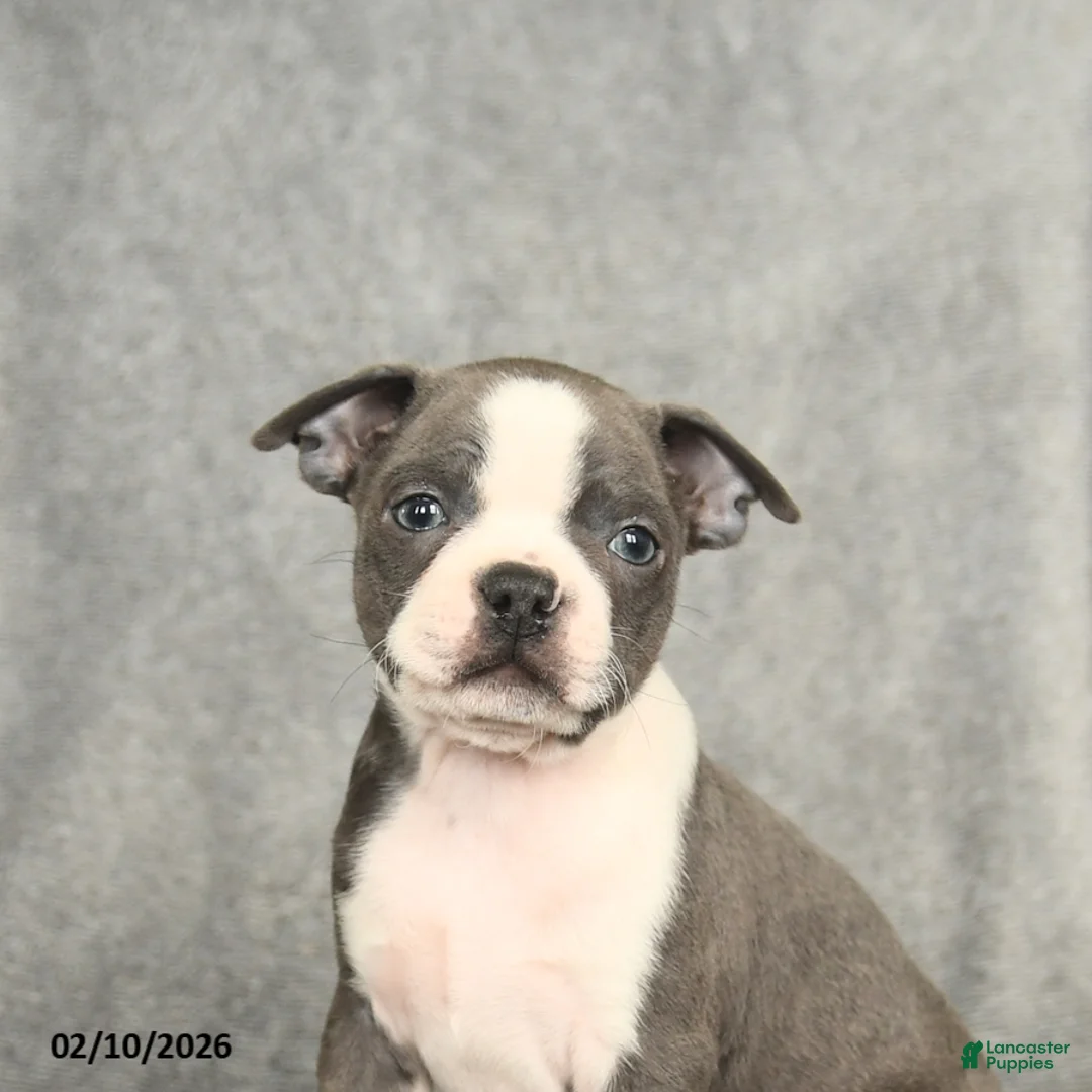 Boston Terrier dogs for sale: Blake - Ad 4