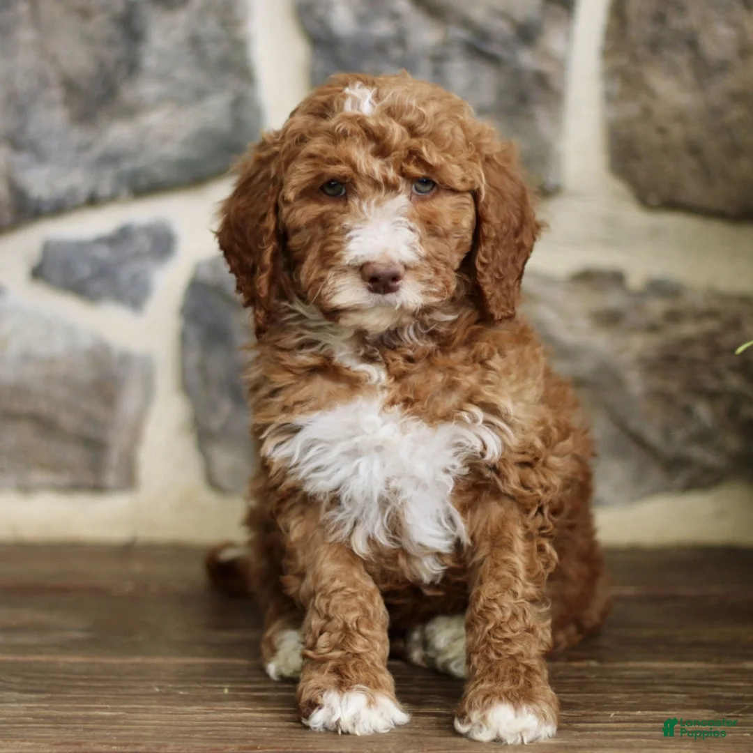 Goldendoodle dogs for sale: Joy  - Ad 1