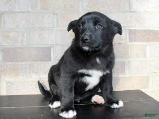 Mixed Breed dogs Snoopy - Ad 41