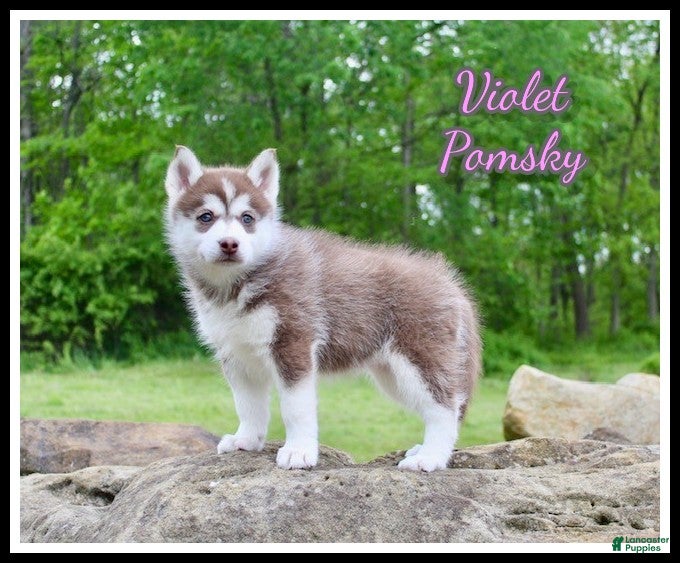 Pomsky dogs Violet - Ad 1