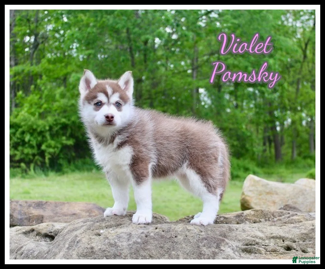 Pomsky dogs for sale: Violet - Ad 1