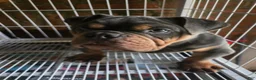 English Bulldog dogs for sale: BLUE - Ad 9