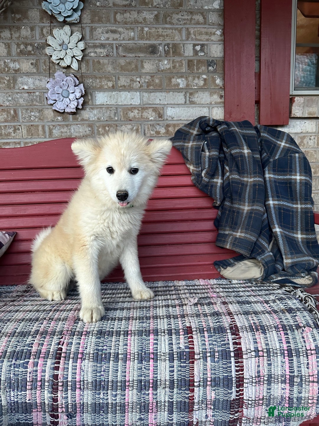 Pomsky dogs for sale: Connor - Ad 3