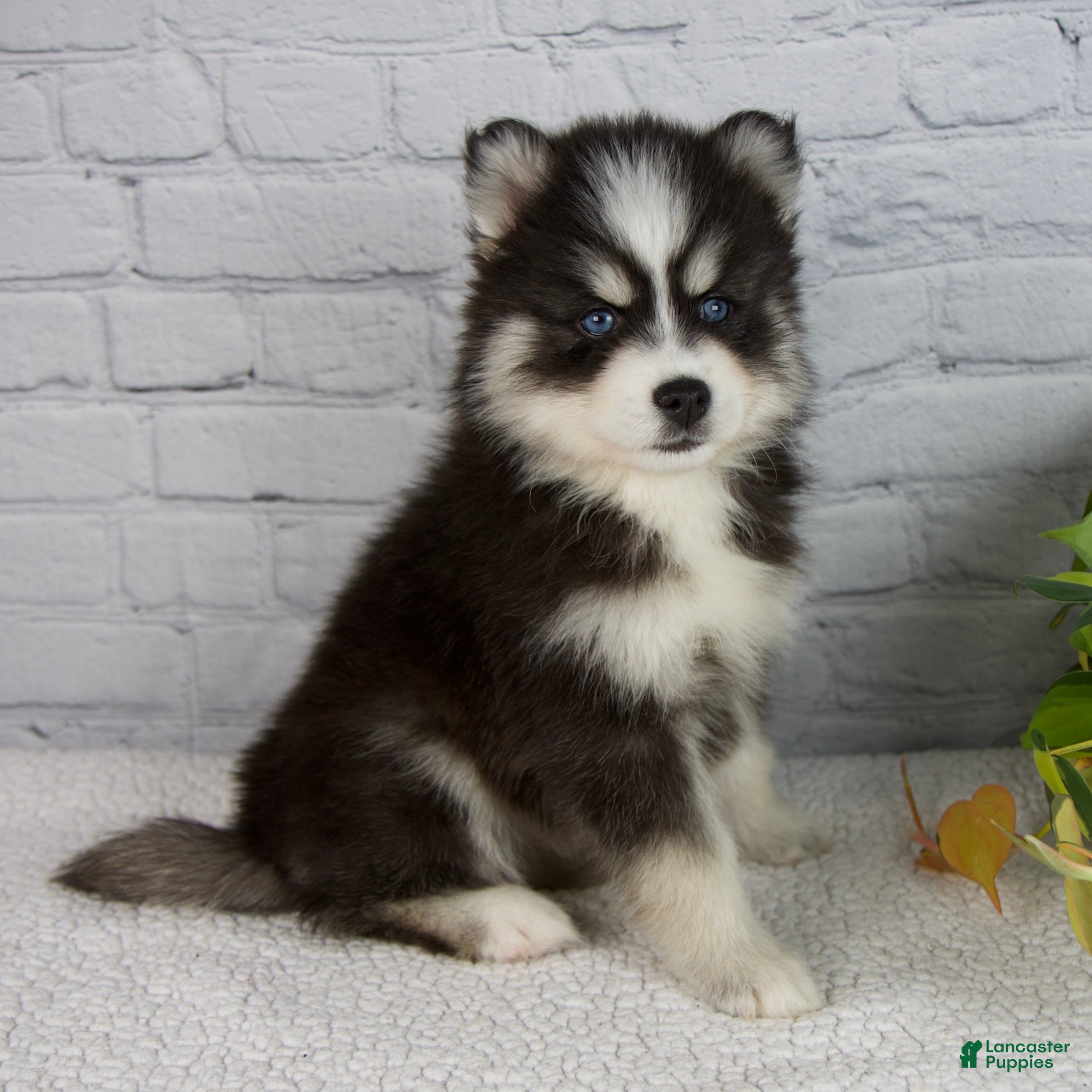 Pomsky dogs Sasha - Ad 1