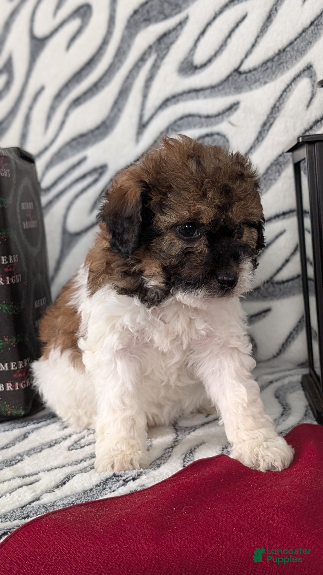 Mixed Breed dogs for sale: Abby - Ad 3