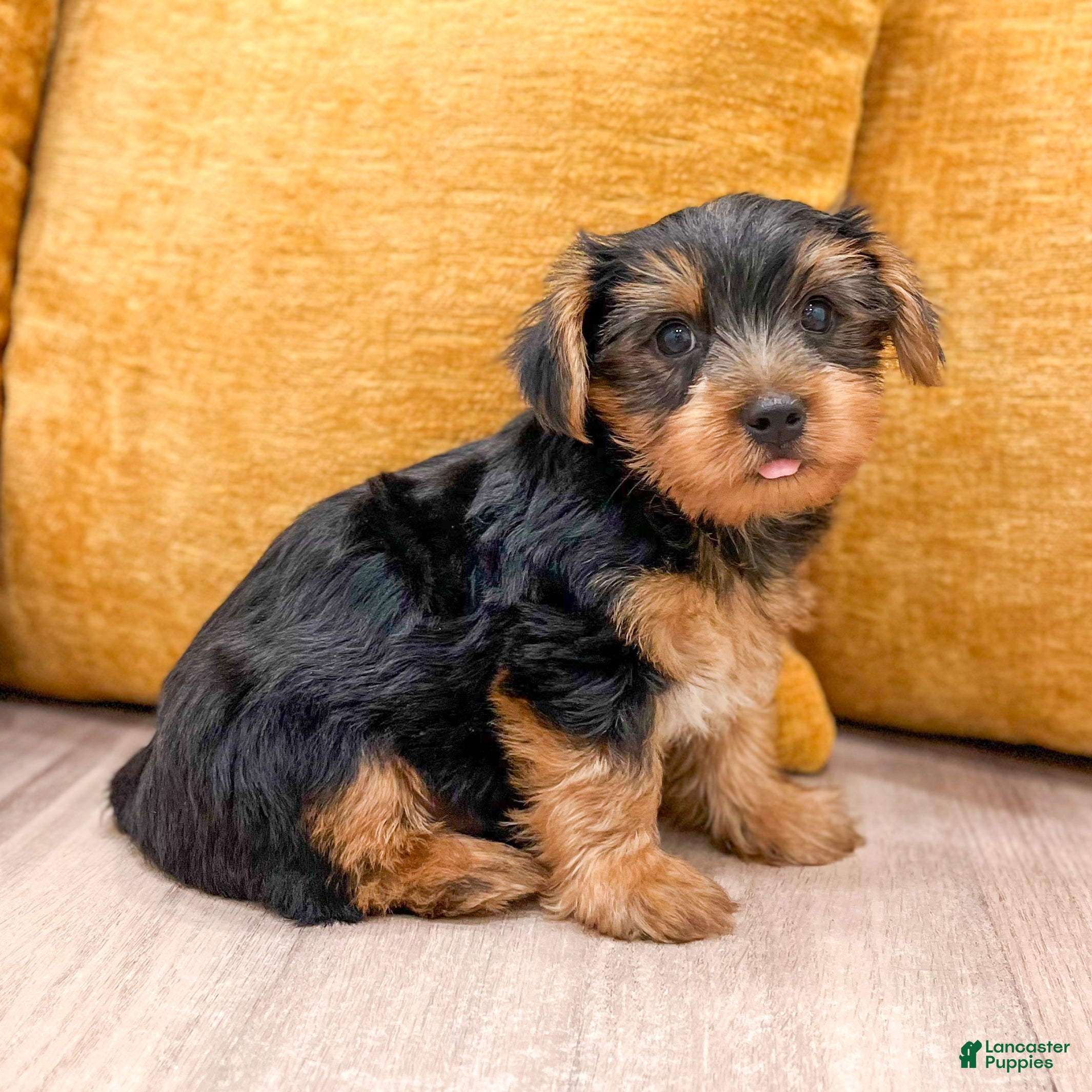 Yorkshire Terrier dogs Charlie - Ad 2