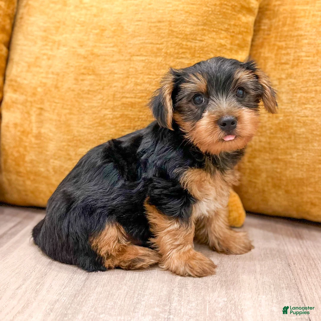 Yorkshire Terrier dogs for sale: Charlie - Ad 2