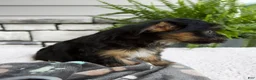 Morkie dogs for sale: William - Ad 3