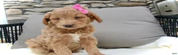 Mini Goldendoodle dogs for sale: Chloe - Ad 5