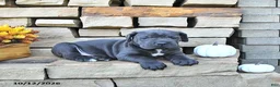 Cane Corso dogs for sale: Titan - Ad 4