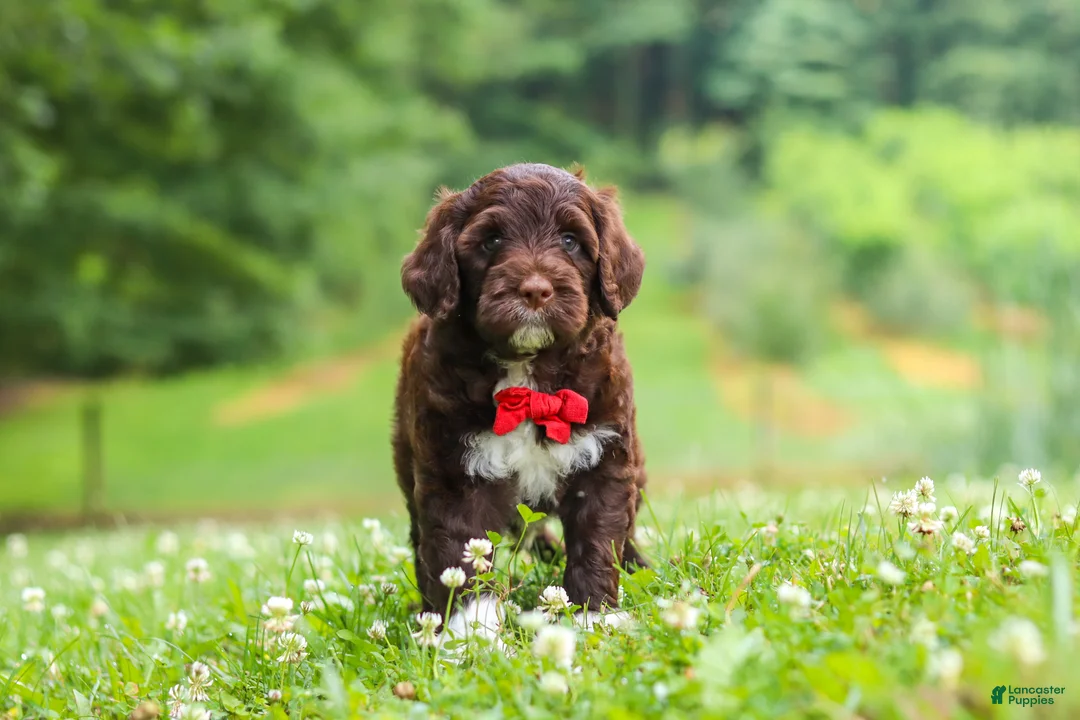 Portuguese Water Dog dogs for sale: Buddy - Ad 2