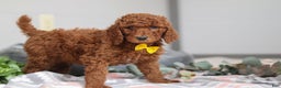 Standard Poodle dogs for sale: Asher AKC - Ad 4