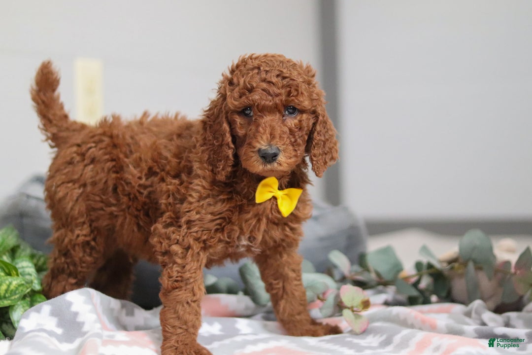Standard Poodle dogs for sale: Asher AKC - Ad 4