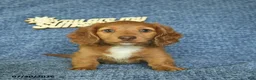 Miniature Dachshund dogs for sale: Jordan  - Ad 4