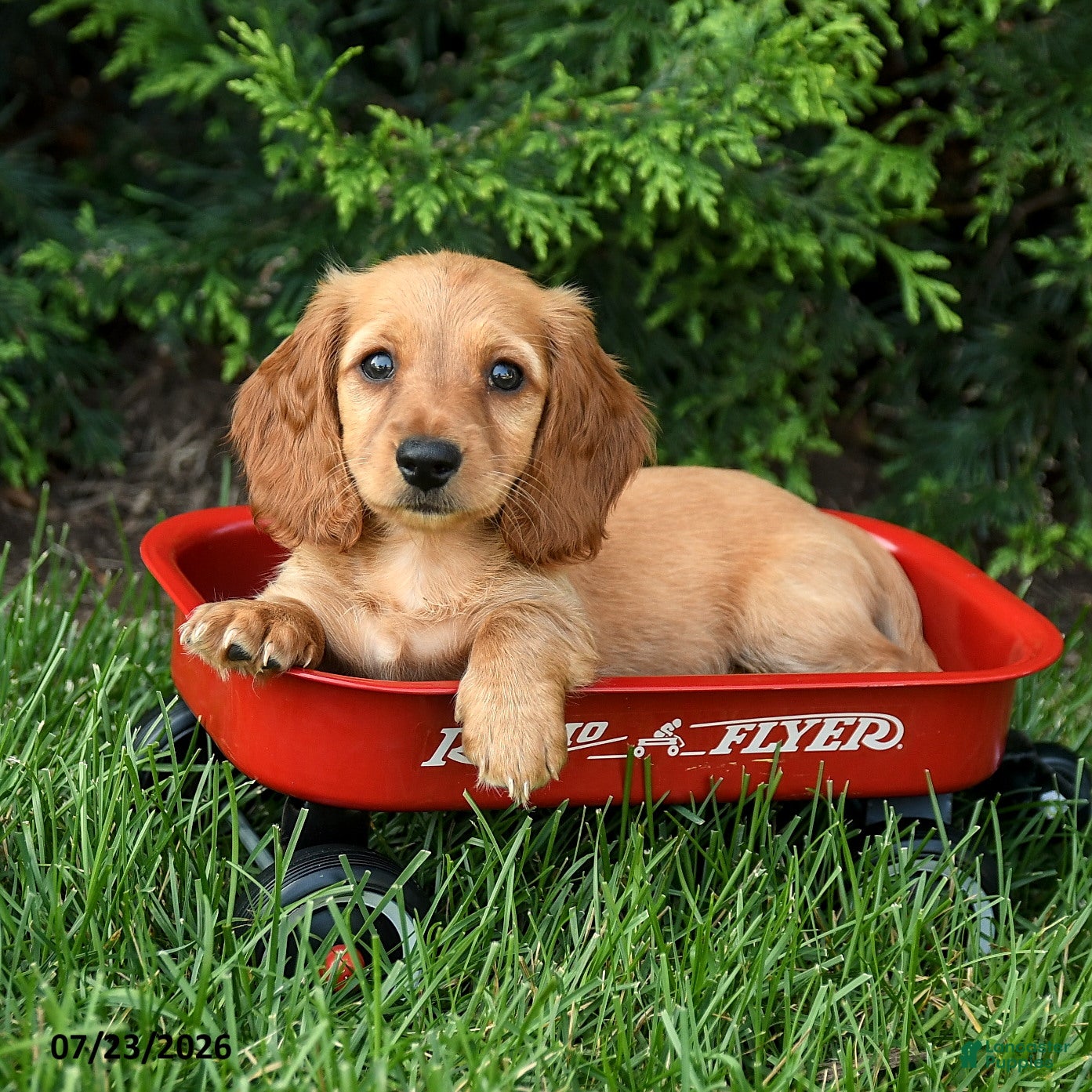 Miniature Dachshund dogs Halo - Ad 1