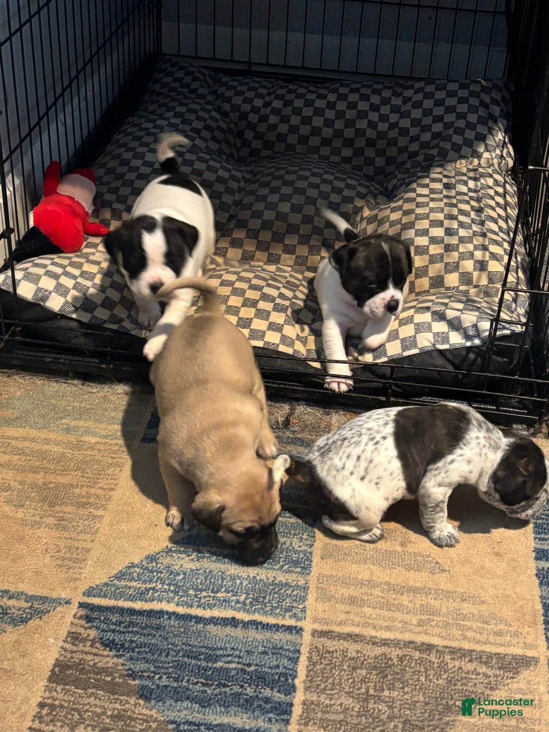 Gallery Image {{count}}