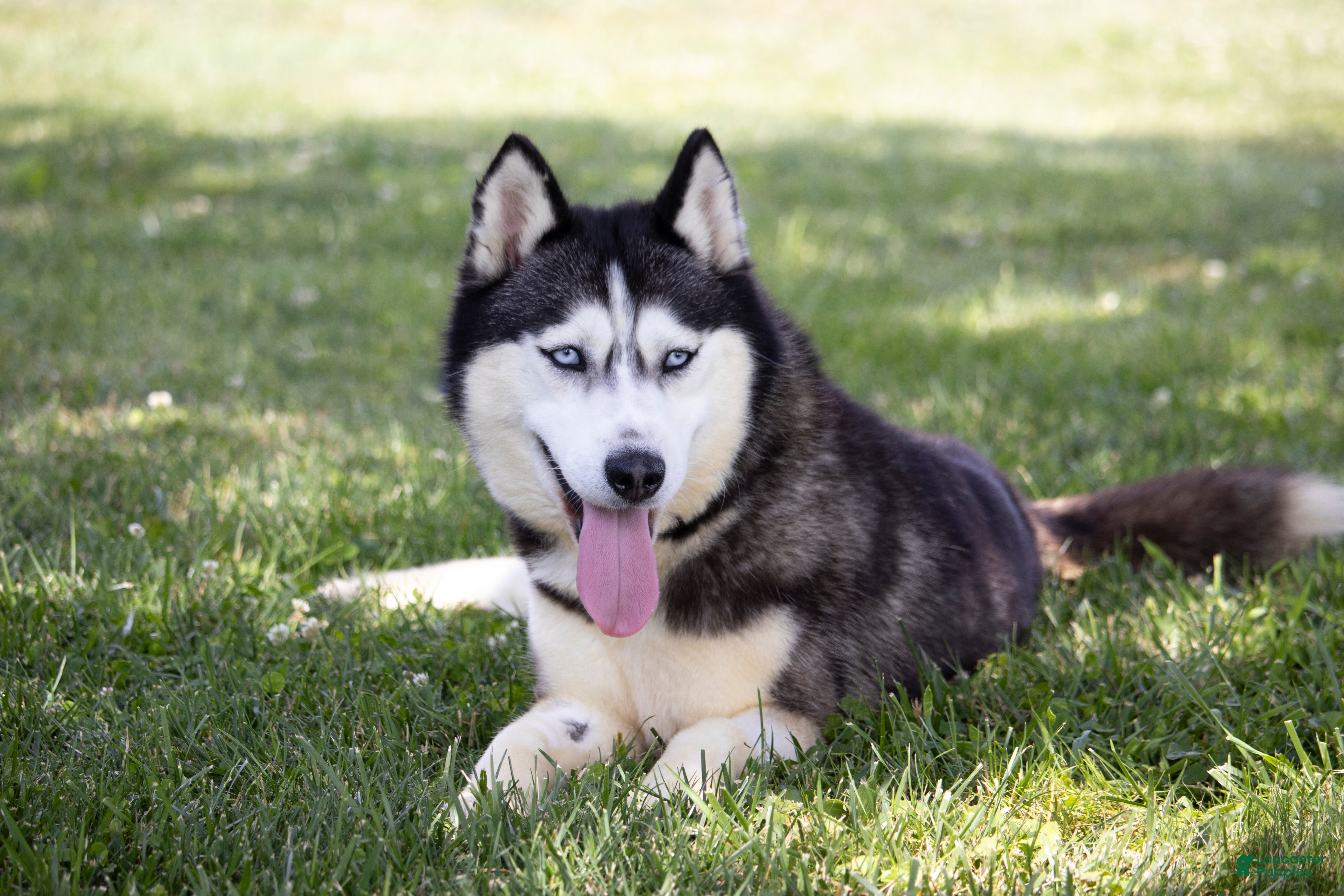 Siberian Husky dogs Siberian Husky 1 - Ad 23