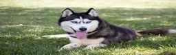 Siberian Husky dogs for sale: Siberian Husky 1 - Ad 1