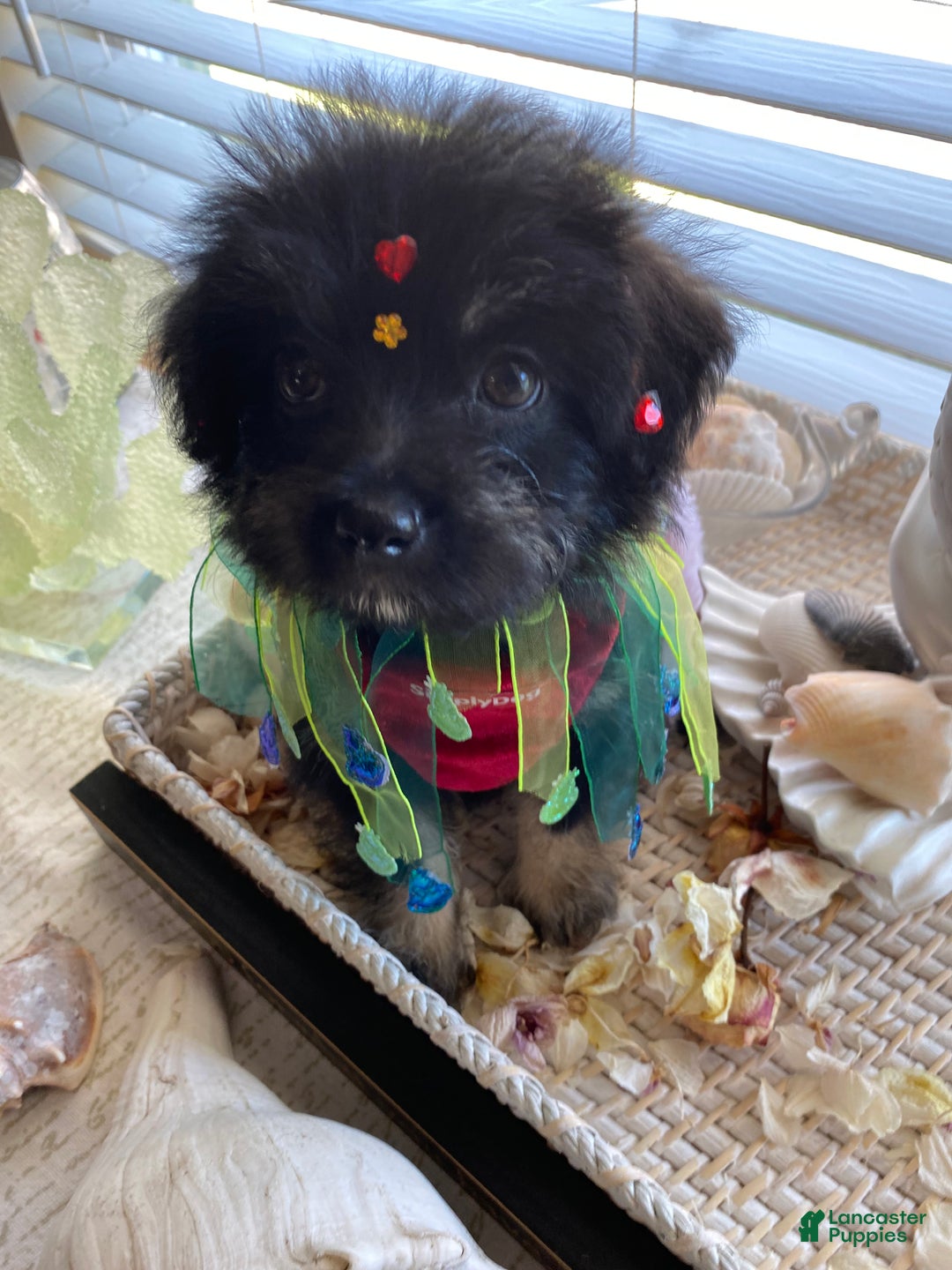 Shorkie dogs for sale: Shorkie Puppy 3 - Ad 5