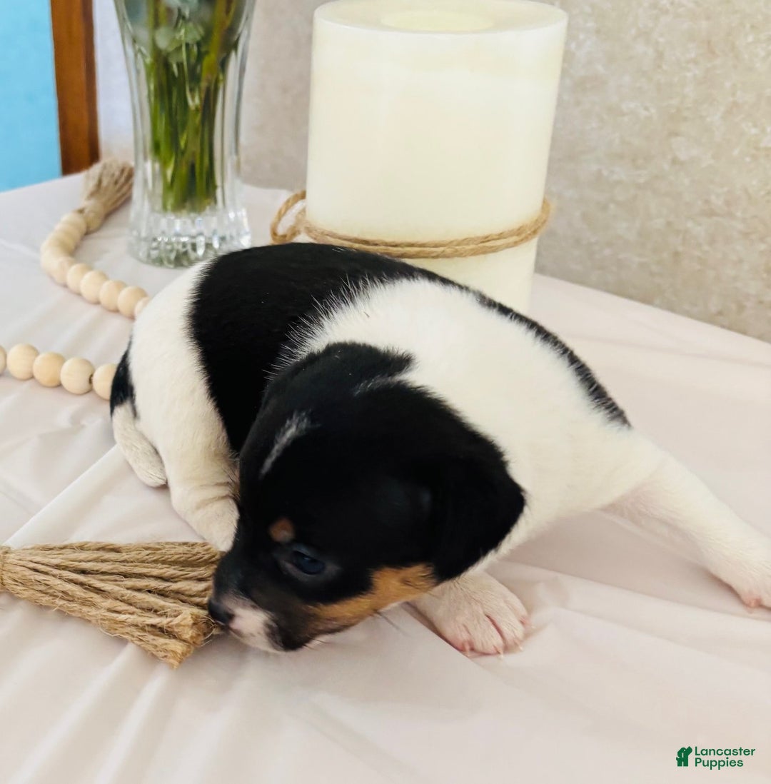 Rat Terrier dogs for sale: Sassy - Ad 3