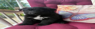 German Shepherd 4