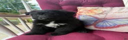 German Shepherd dogs for sale: German Shepherd 4 - Ad 1