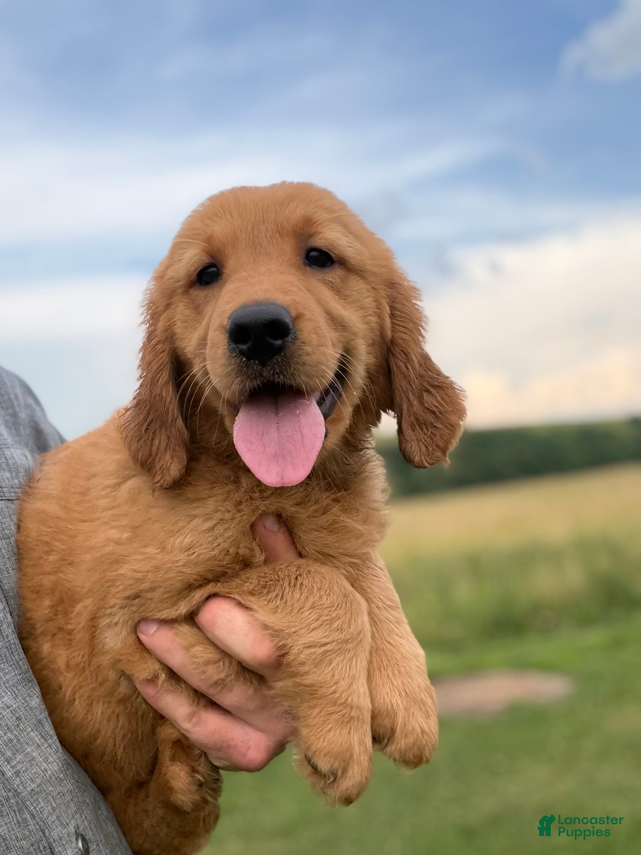 Golden Retriever dogs Sunshine  - Ad 1