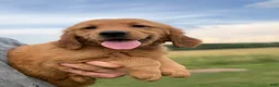 Golden Retriever dogs for sale: Sunshine  - Ad 1