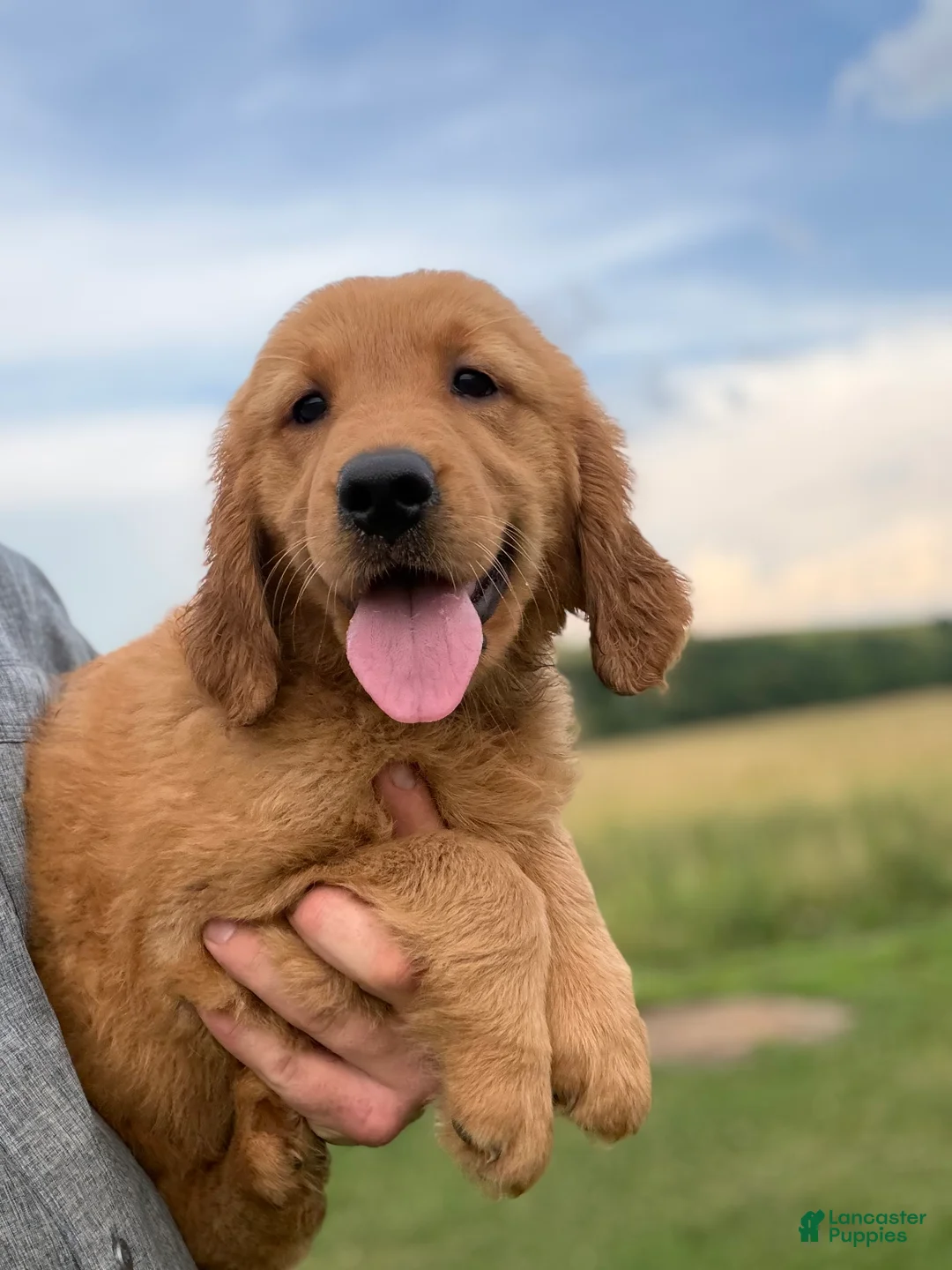 Golden Retriever dogs for sale: Sunshine  - Ad 1