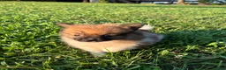 Pomeranian dogs for sale: Simba  - Ad 2