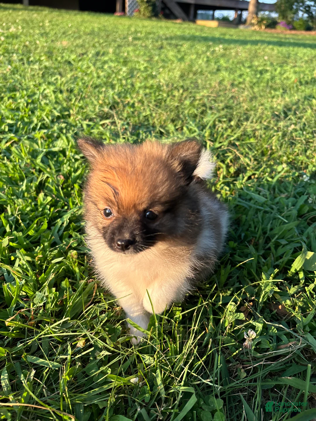 Pomeranian dogs for sale: Simba  - Ad 2