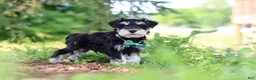 Miniature Schnauzer dogs for sale: Jack - Ad 2