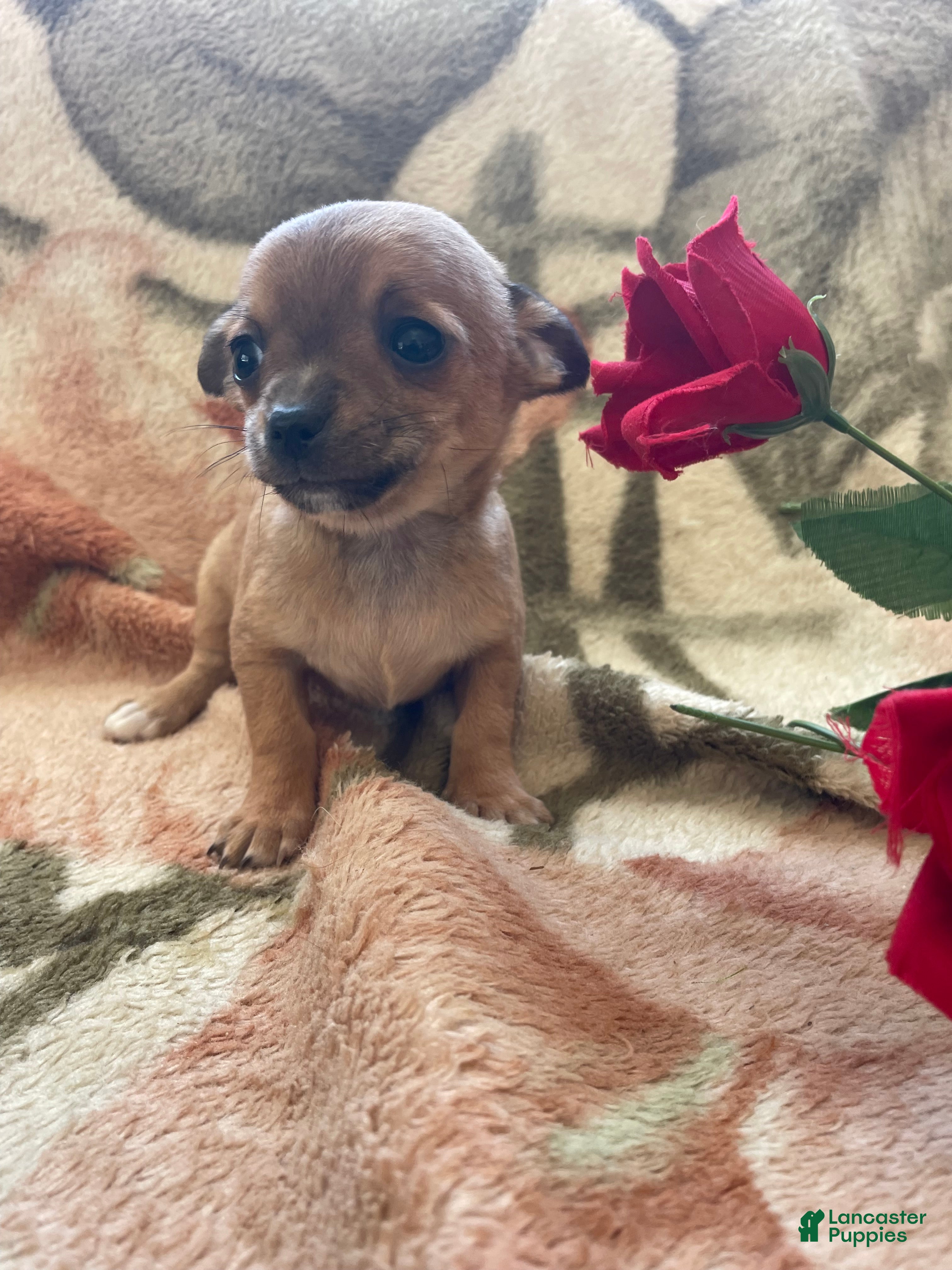 Chihuahua dogs Bean - Ad 41