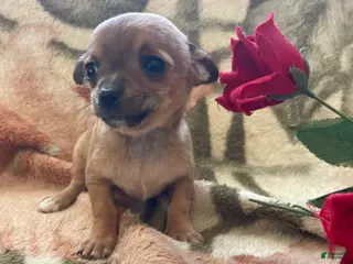 Chihuahua dogs Bean - Ad 41