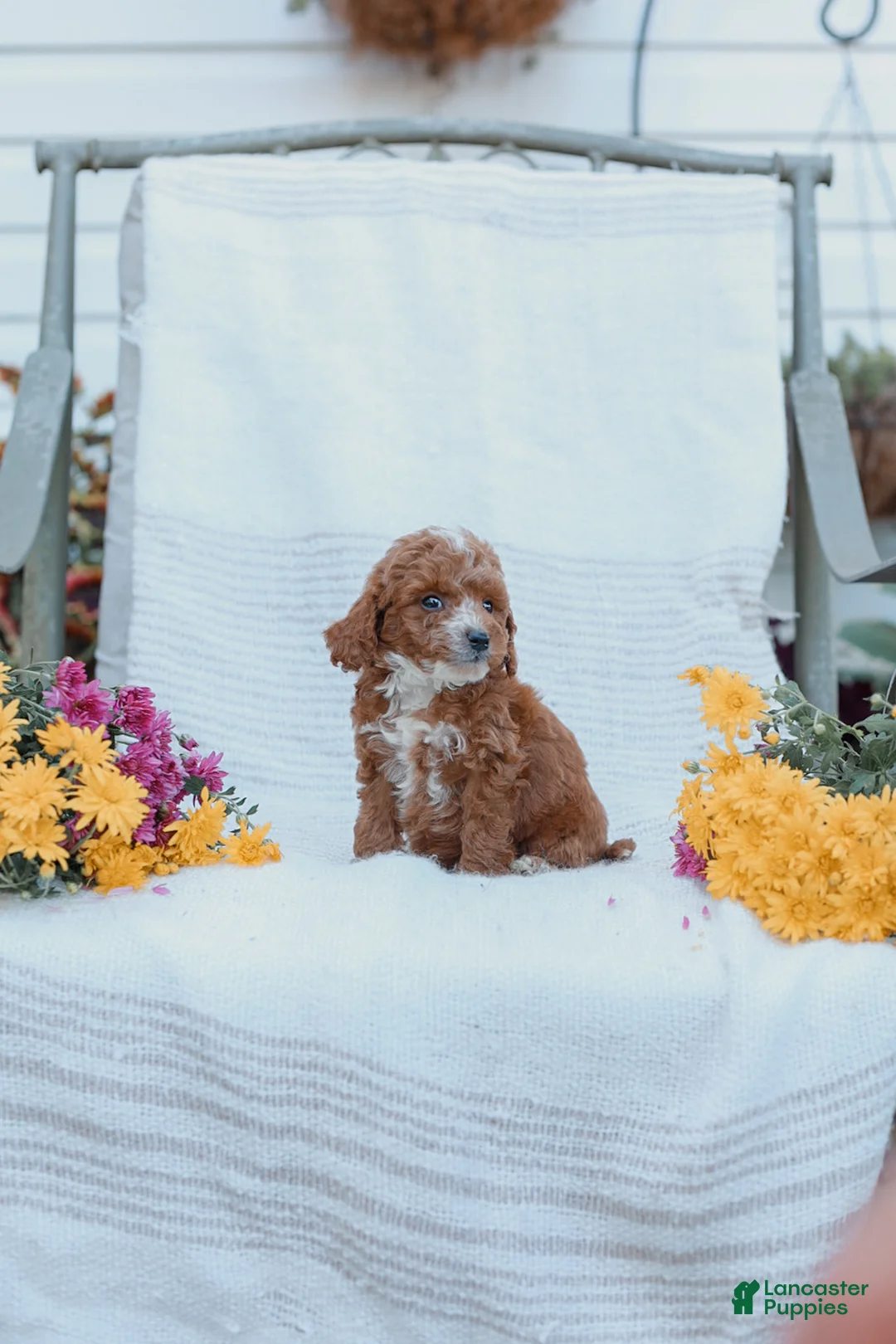 Cockapoo dogs for sale: Carter - Ad 23