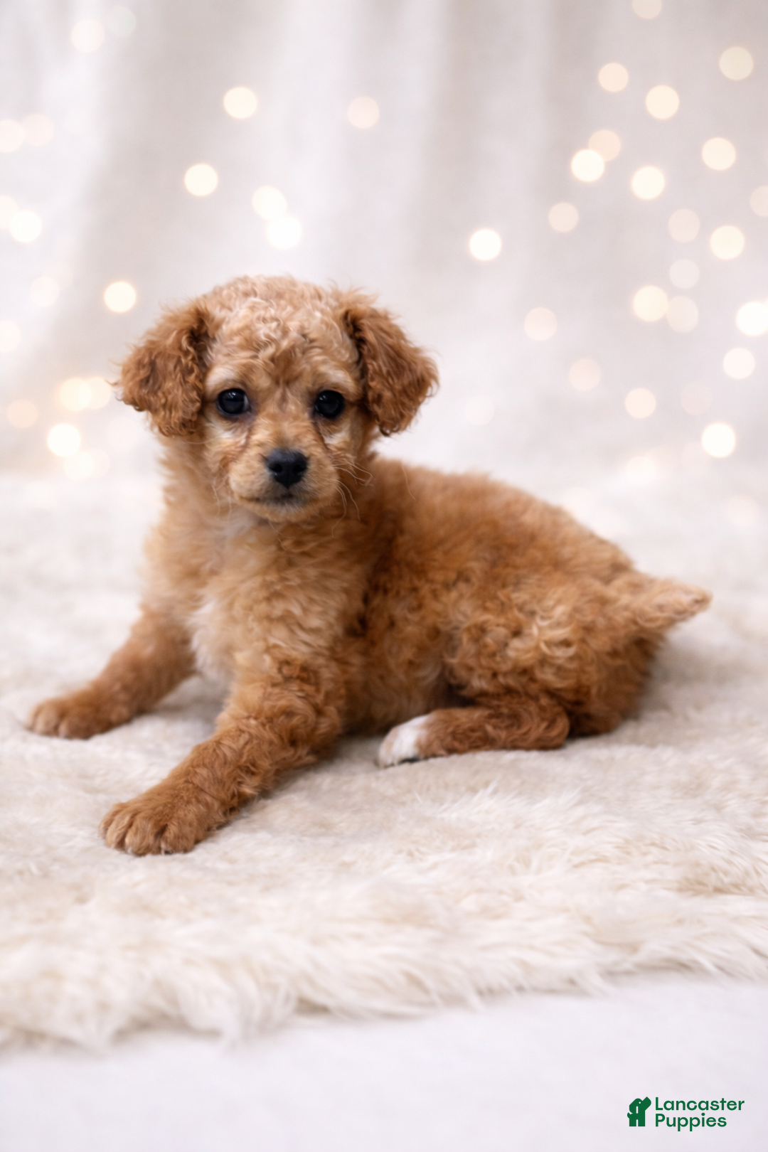 Miniature Labradoodle dogs for sale: Jellybean - Ad 1
