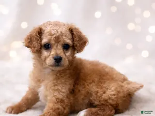 Miniature Labradoodle dogs Jellybean - Ad 12