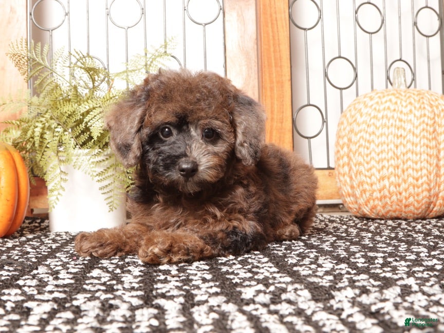 Miniature Poodle dogs Maples Adorable Toy Poodle  - Ad 1