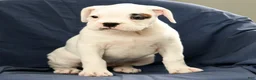 Boxer dogs for sale: Tessie - Ad 6