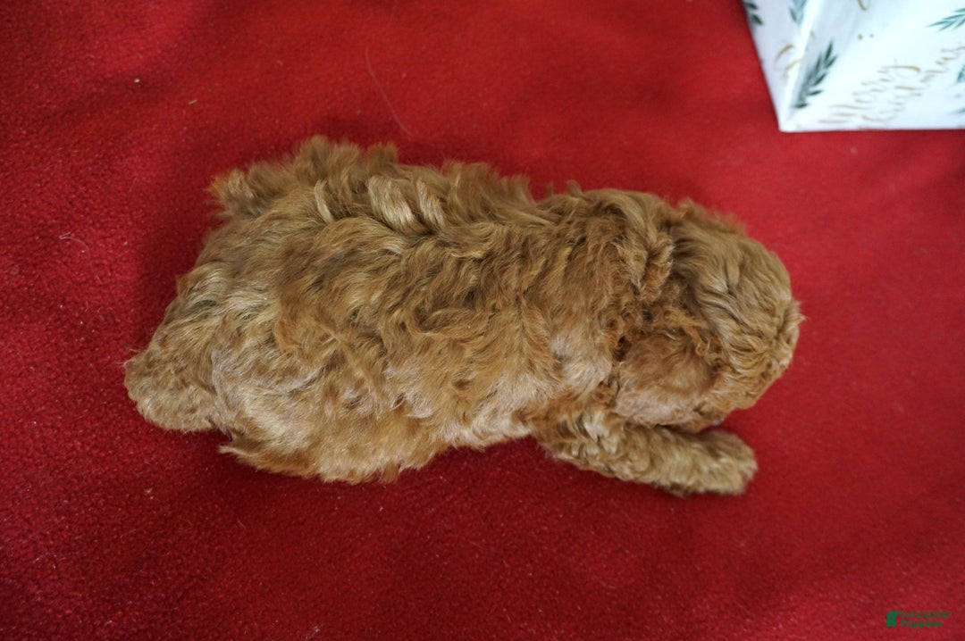 Toy Poodle dogs for sale: Toy Poodle Puppy 1 - Ad 2