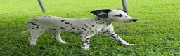 Dalmatian dogs for sale: Jesse - Ad 4