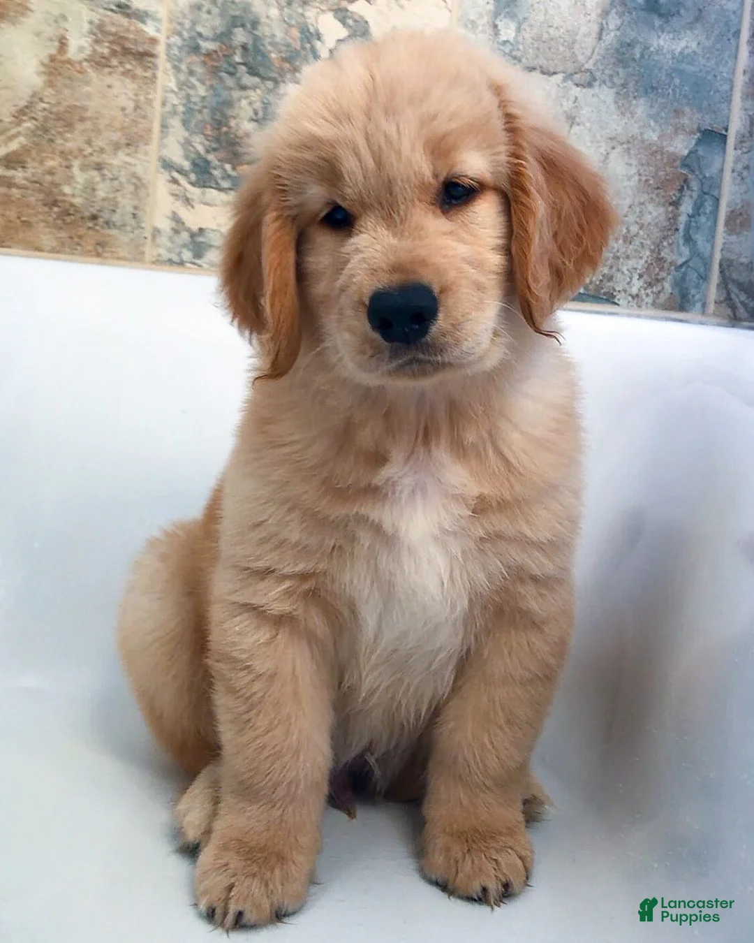 Golden Retriever dogs for sale: Golden Retriever Puppy 1 - Ad 1