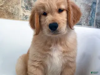 Golden Retriever dogs Golden Retriever Puppy 1 - Ad 11
