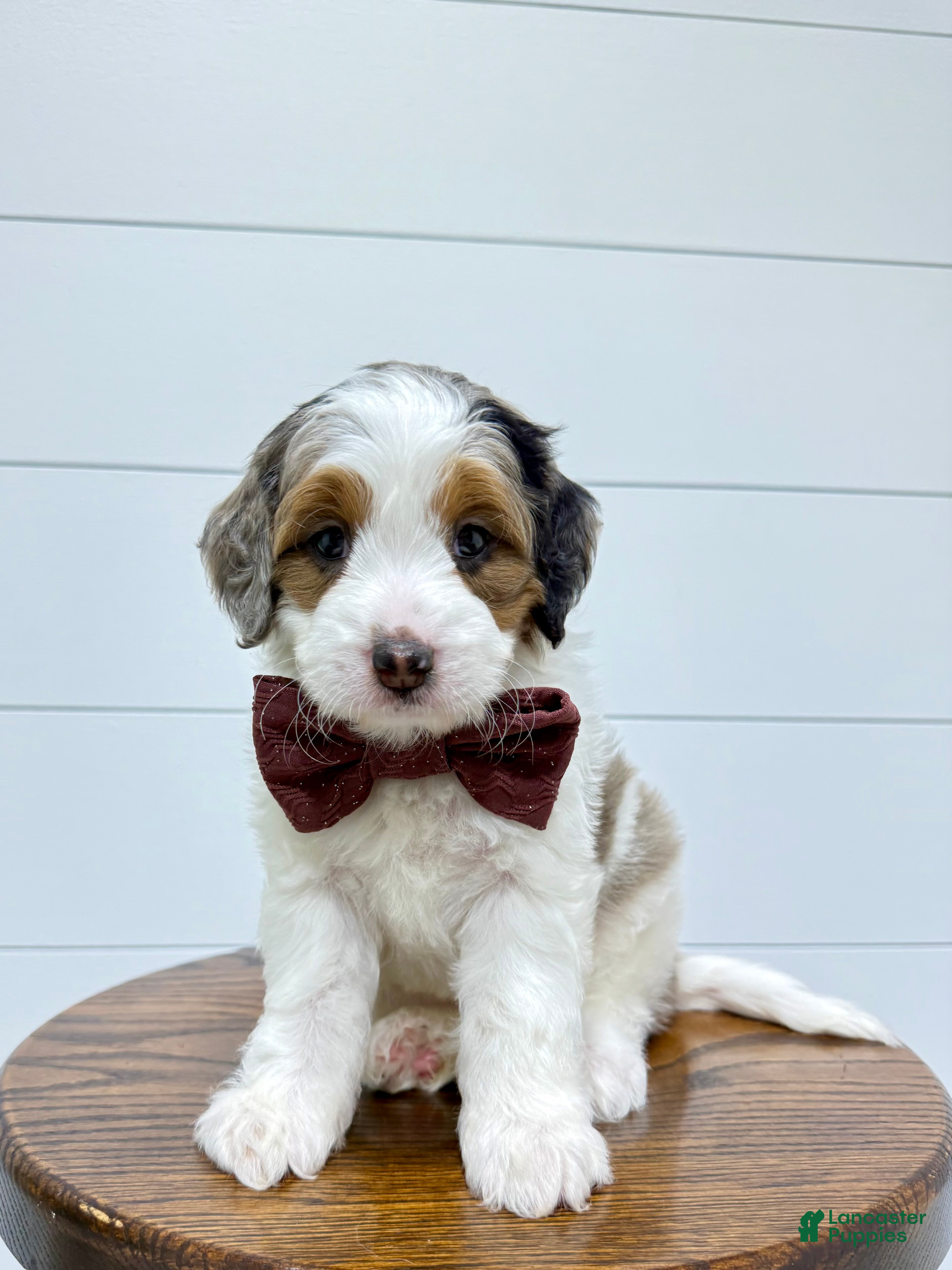 Mini Goldendoodle dogs for sale: Gracie 😍 - Ad 3
